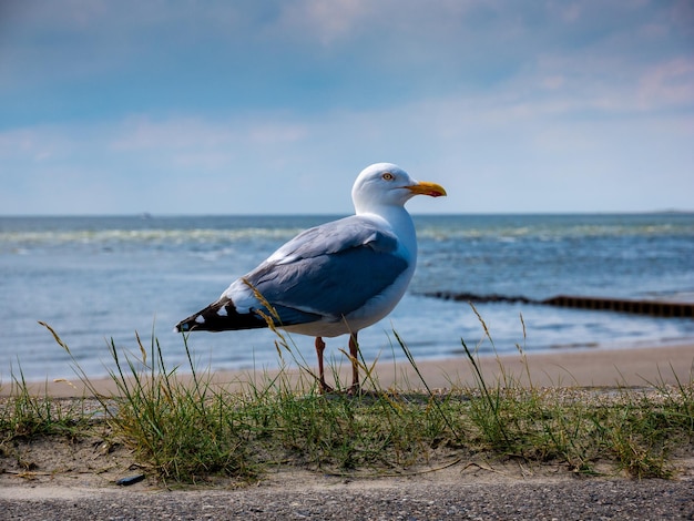 uccello del gabbiano sulla spiaggia con l'acqua blu dell'oceano