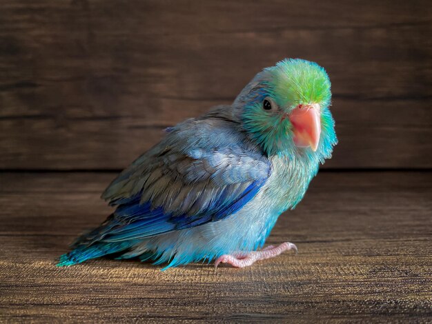 Uccello del pappagallo di colore blu di Forpus sul tavolo