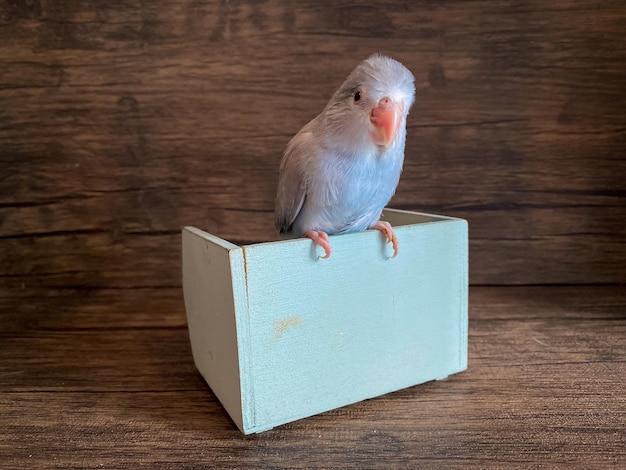 Uccello del pappagallo di colore blu di Forpus sul tavolo