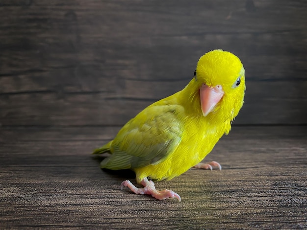 Uccello del pappagallo di colore giallo di Forpus sul tavolo