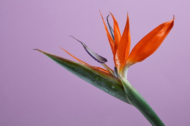 Uccello del paradiso o strelitzia o fiore di gru da vicino