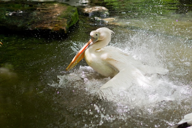 Uccello del pellicano che gioca acqua