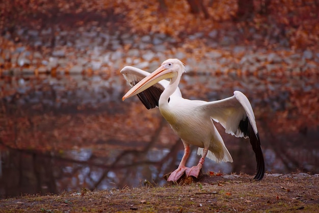 Uccello del pellicano con il becco rosa vicino al lago nello sfondo naturale del parco di autunno