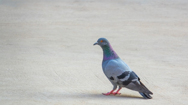 Uccello del piccione che si siede sulla terra