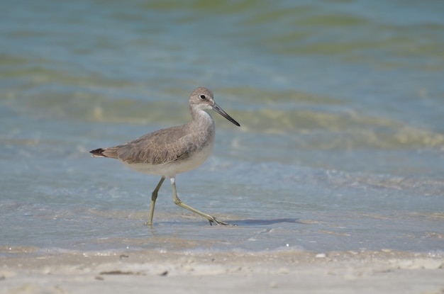 Uccello del piovanello che cammina lungo una spiaggia sabbiosa a Naples, Florida.