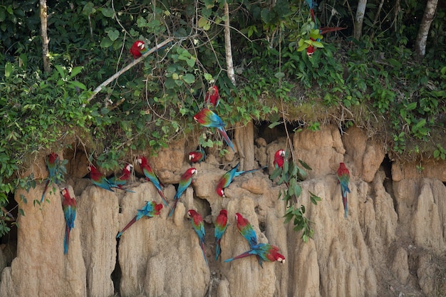 uccello del sud america nell'habitat naturale