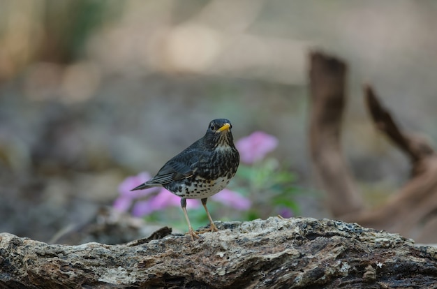 Uccello del Tordo giapponese (cardis del Turdus)