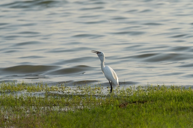 Uccello dell'airone bianco che mangia pesce in bocca in riva al fiume, uccello in piedi sull'erba verde vicino al fiume