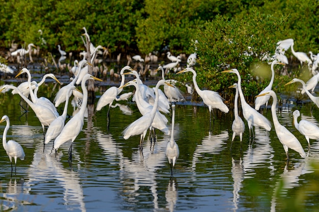 Uccello dell'egretta nella fonte d'acqua naturale