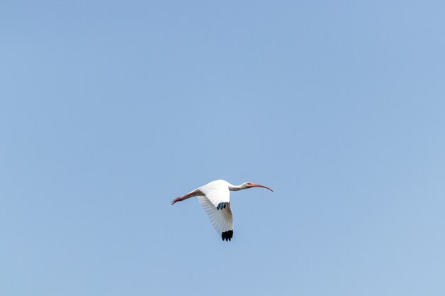 Uccello dell'ibis bianco che vola in un cielo azzurro chiaro