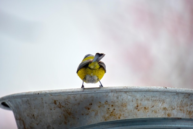 Uccello della cinciarella gialla in cerca di cibo in una fredda giornata invernale