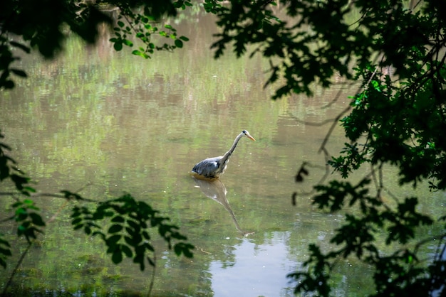Uccello della gru a collo lungo che guada in acqua