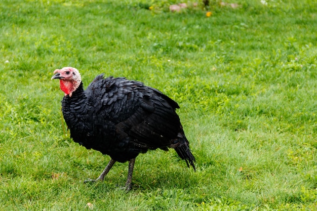 Uccello della Turchia nel pollaio della fattoria