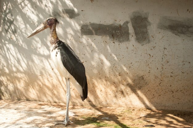 Uccello di aiutante minore in Tailandia