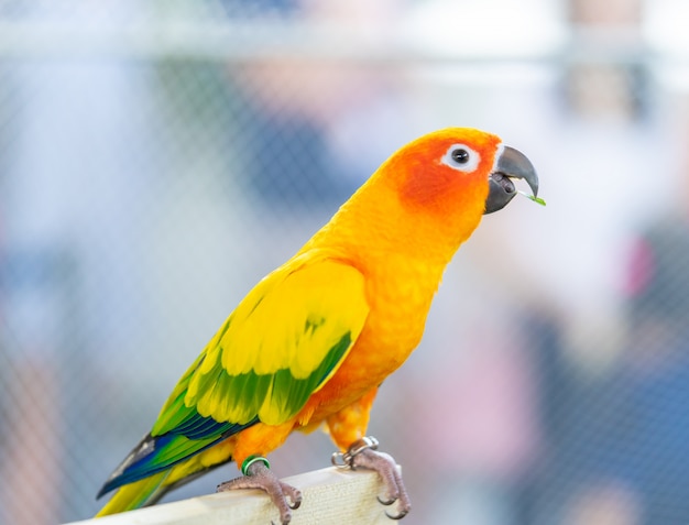 Uccello di amore arancio che sta sul bastone di legno