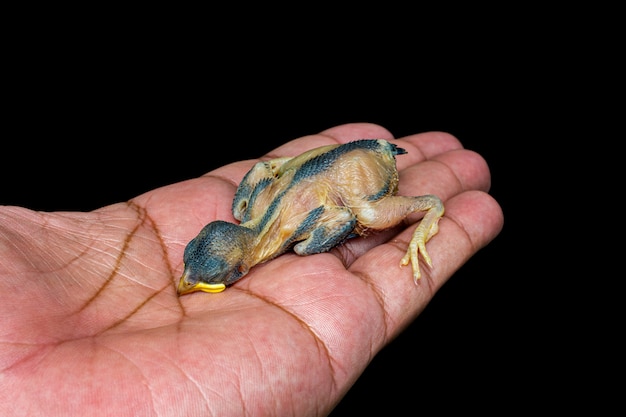 Uccello di bambino nella mano isolata