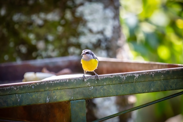 Uccello di Bananaquits (Coereba Flaveola) che mangia banana nella campagna del Brasile