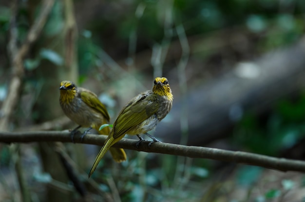 Uccello di Bulbul dalla banda-gola, stante su un ramo in natura