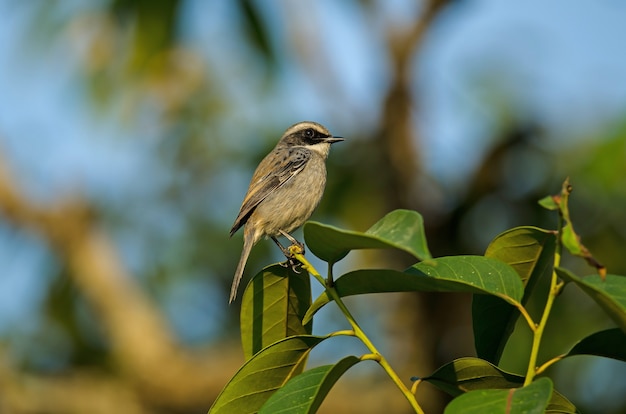 Uccello di Grey Bushchat (Saxicola ferreus)