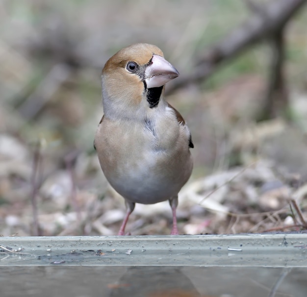 Uccello di Hawfinch nel primo piano della natura