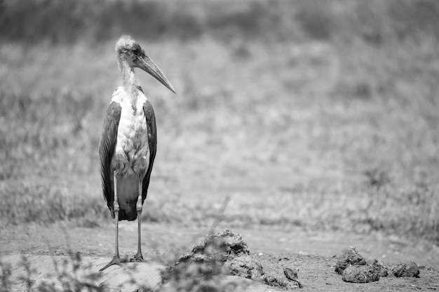 Uccello di marabù nella savana con terra rossa