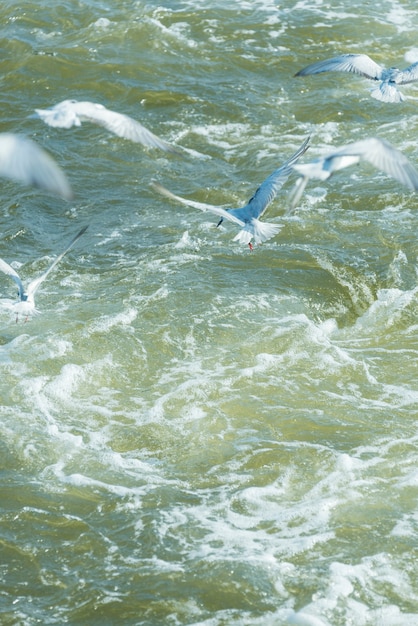 uccello di mare con acqua di mare