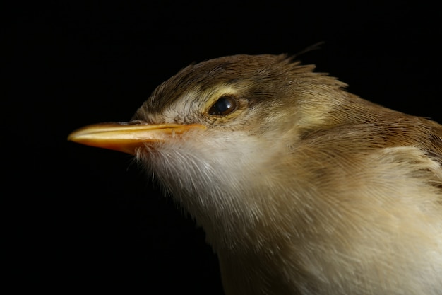 Uccello di Prinia normale isolato