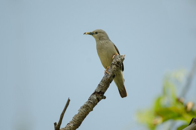 Uccello di Starling dalla castagna (malabaricus dello Sturnus) che sta sul ramo in natura, Tailandia