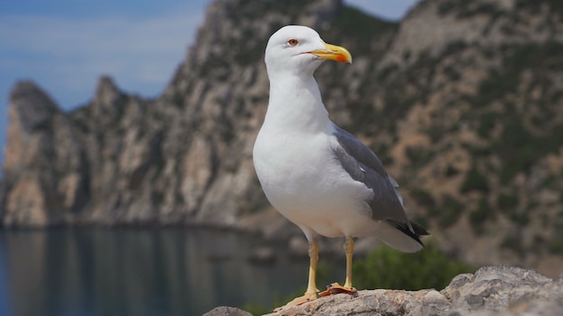 Uccello divertente del gabbiano che sta sulla fine della spiaggia su.