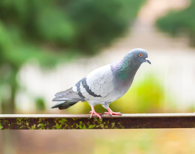 Uccello divertente del piccione che si siede sulla ringhiera del balcone all'aperto.