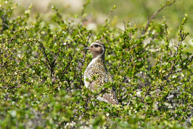 Uccello dorato, bianco e nero sulla tundra mimetizzato nella vegetazione