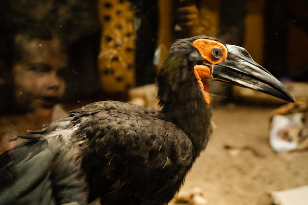 Uccello esotico del corvo di Kaffir nella voliera dello zoo di vetro