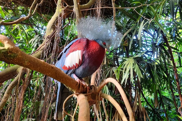 Uccello esotico Goura Victoria piccione su un ramo di un albero nella foresta d'attualità