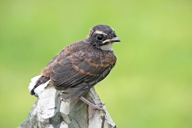 Uccello Fantail Pied