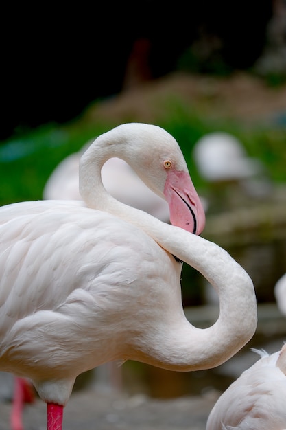 Uccello Flamingo