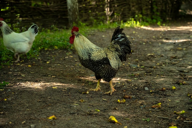 Uccello gallo sullo sfondo della campagna