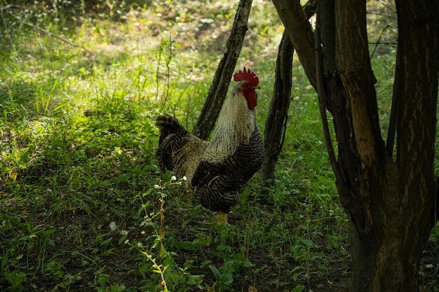 Uccello gallo sullo sfondo della campagna