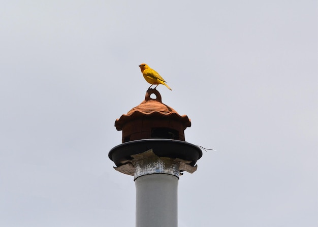 Uccello giallo nella sua casa