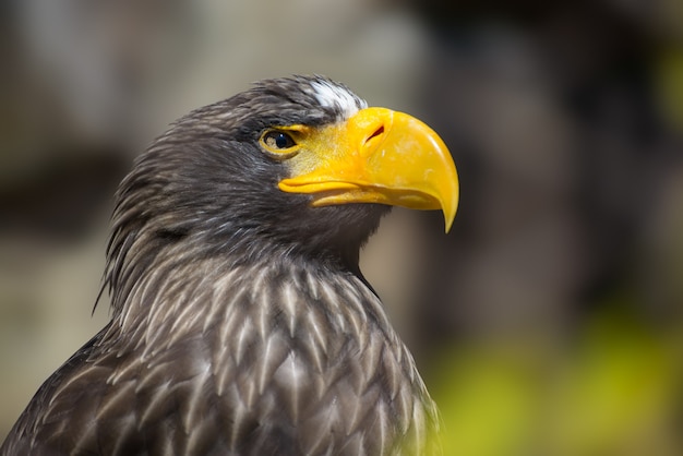 Uccello Haliaeetus albicilla