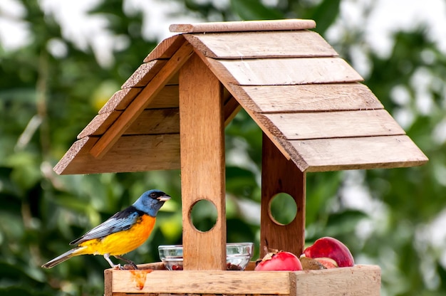 Uccello in alimentatore da giardino Bellissimo uccello Tanager blu e giallo nel giardino di casa in Brasile Rauenia bonariensis