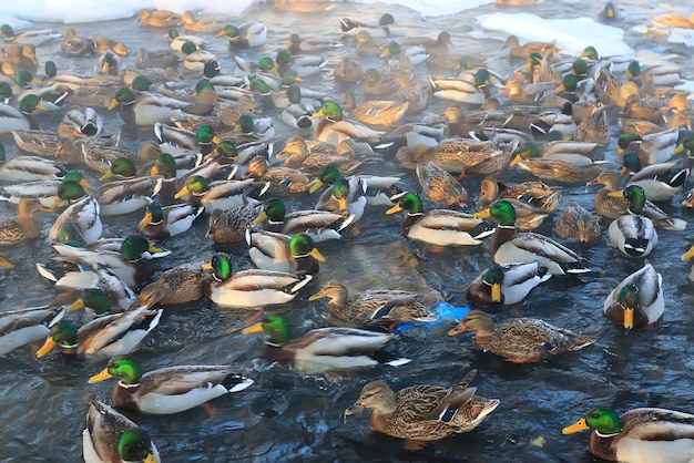 uccello in inverno anatre di stagno svernano