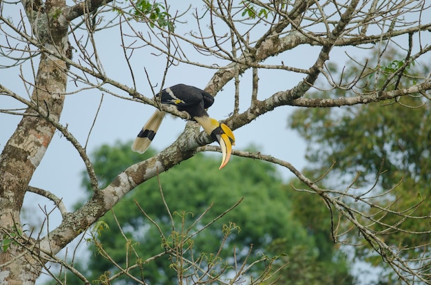 Uccello in natura, grande bucero che si appollaia su un ramo