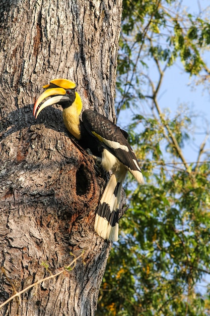 Uccello in natura