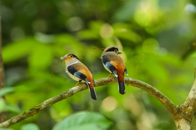 Uccello in natura