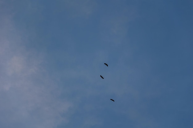 Uccello in un cielo blu nuvoloso