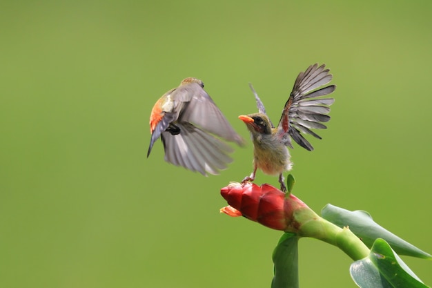 Uccello Kemande Dicaeum trochileum che nutre i loro piccoli