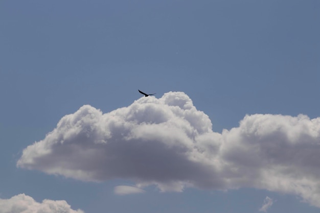 uccello libero nel cielo azzurro nuvoloso, volo degli uccelli nel cielo