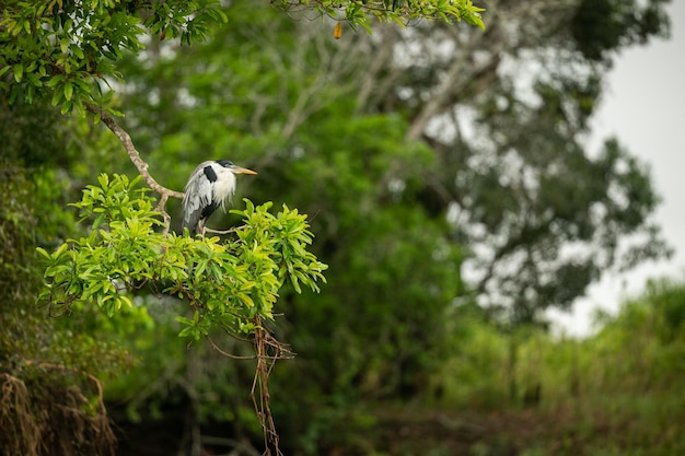 Uccello maestoso e colorato nell'habitat naturale Uccelli del Pantanal settentrionale selvaggio brasil fauna brasiliana piena di giungla verde natura sudamericana e natura selvaggia