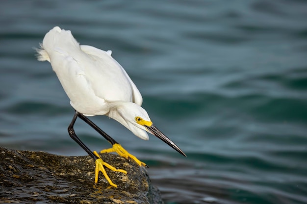 Uccello marino selvatico dell'airone bianco noto anche come caccia all'airone bianco maggiore o nevoso in riva al mare in estate