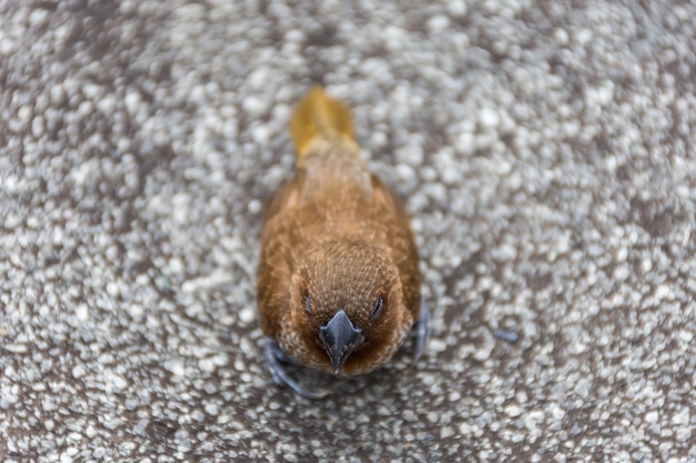 Uccello (Munia dal petto scalzo o punchtata di Lonchura)